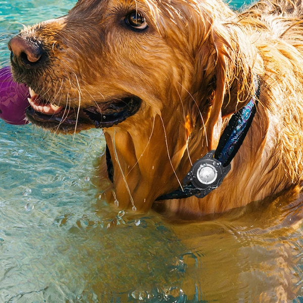 Waterproof IPX7 AirTag Dog Collar Case Water Resistant Holder